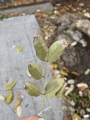 Robinia pseudoacacia