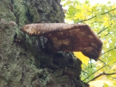 Cerioporus squamosus