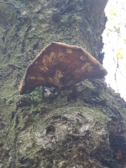 Cerioporus squamosus