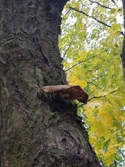 Cerioporus squamosus