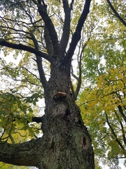 Cerioporus squamosus