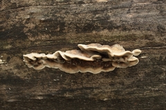 Trametes versicolor