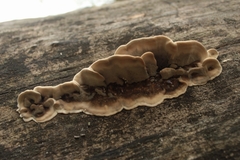 Trametes versicolor