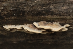 Trametes versicolor