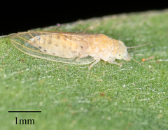 Boreioglycaspis melaleucae