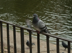 Columba livia