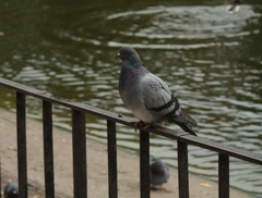 Columba livia