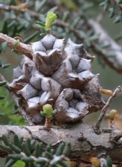 Melaleuca blaeriifolia