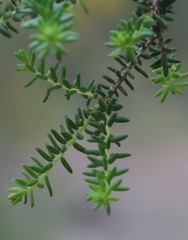 Melaleuca blaeriifolia