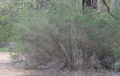 Melaleuca blaeriifolia