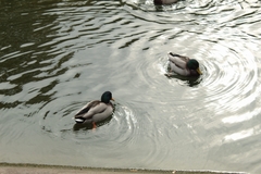 Anas platyrhynchos
