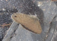 Prosotas nora ardates