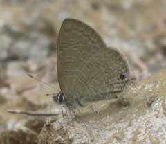 Prosotas nora ardates