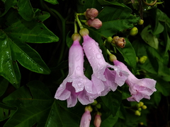 Ipomoea mauritiana