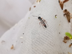 Colpognathus celerator