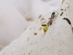 Colpognathus celerator