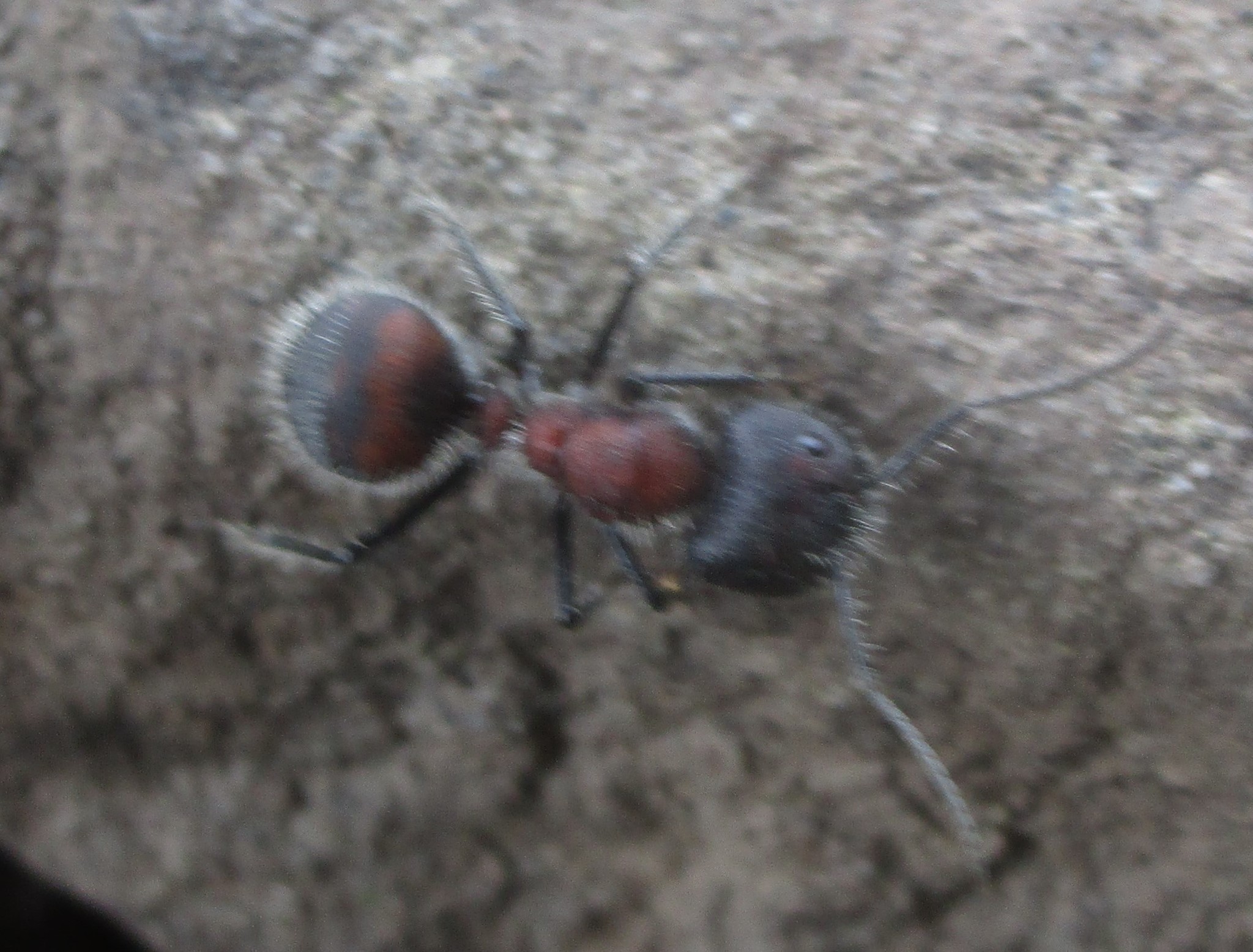 Camponotus mutilarius