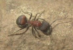 Camponotus mutilarius