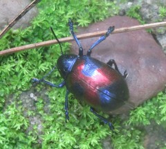 Platycorynus pyrophorus
