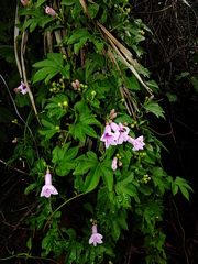 Ipomoea mauritiana