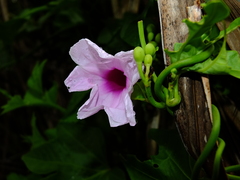 Ipomoea mauritiana