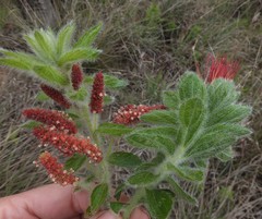 Acalypha caperonioides galpinii