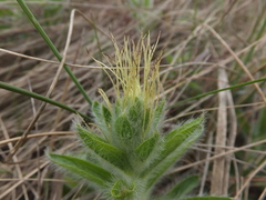 Acalypha caperonioides galpinii