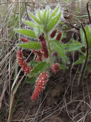 Acalypha caperonioides galpinii