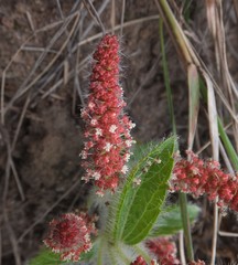 Acalypha caperonioides galpinii