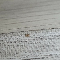 Insecta