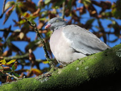 Columba palumbus