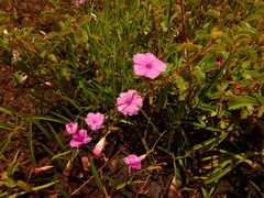 Ipomoea leprieurii