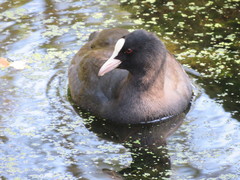 Fulica atra