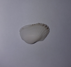 Anadara inaequivalvis