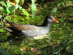 Gallinula chloropus