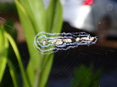 Cyclosa argenteoalba