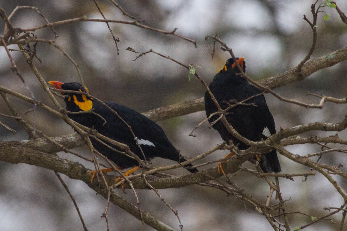 Southern Hill Myna