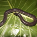 Caecilians - Photo (c) Arístides García Vinalay, some rights reserved (CC BY-NC-SA), uploaded by Arístides García Vinalay