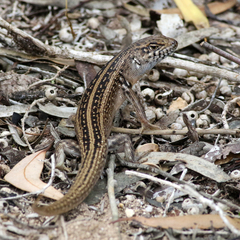 Liopholis multiscutata