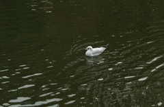 Chroicocephalus ridibundus