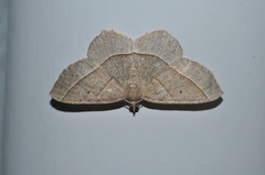 Rhynchobapta cervinaria