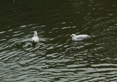 Chroicocephalus ridibundus