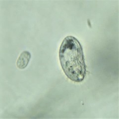 Uronemella filificum