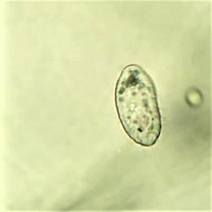 Uronemella filificum