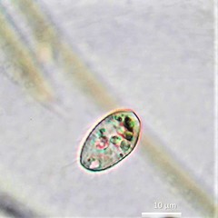 Uronemella filificum