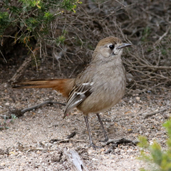 Drymodes brunneopygia