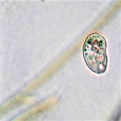 Uronemella filificum