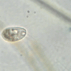 Uronemella filificum