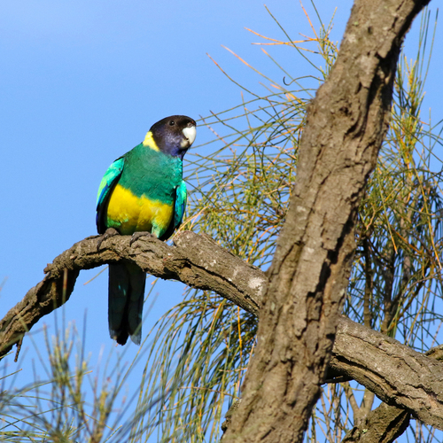 Port Lincoln Parrot (Subspecies Barnardius zonarius zonarius) · iNaturalist