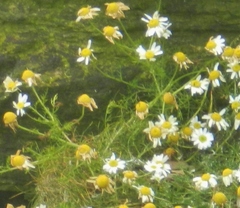 Tripleurospermum maritimum maritimum